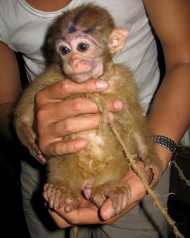 Khỉ bị bắt ở Mường Tè, Lai Châu